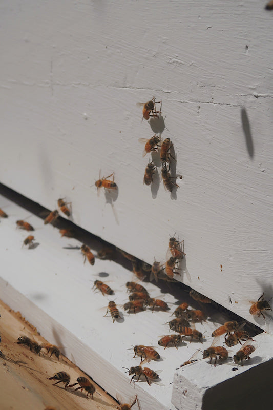 Buzz-Worthy Facts: 15 Cool Things You Didn’t Know About Bees 🐝