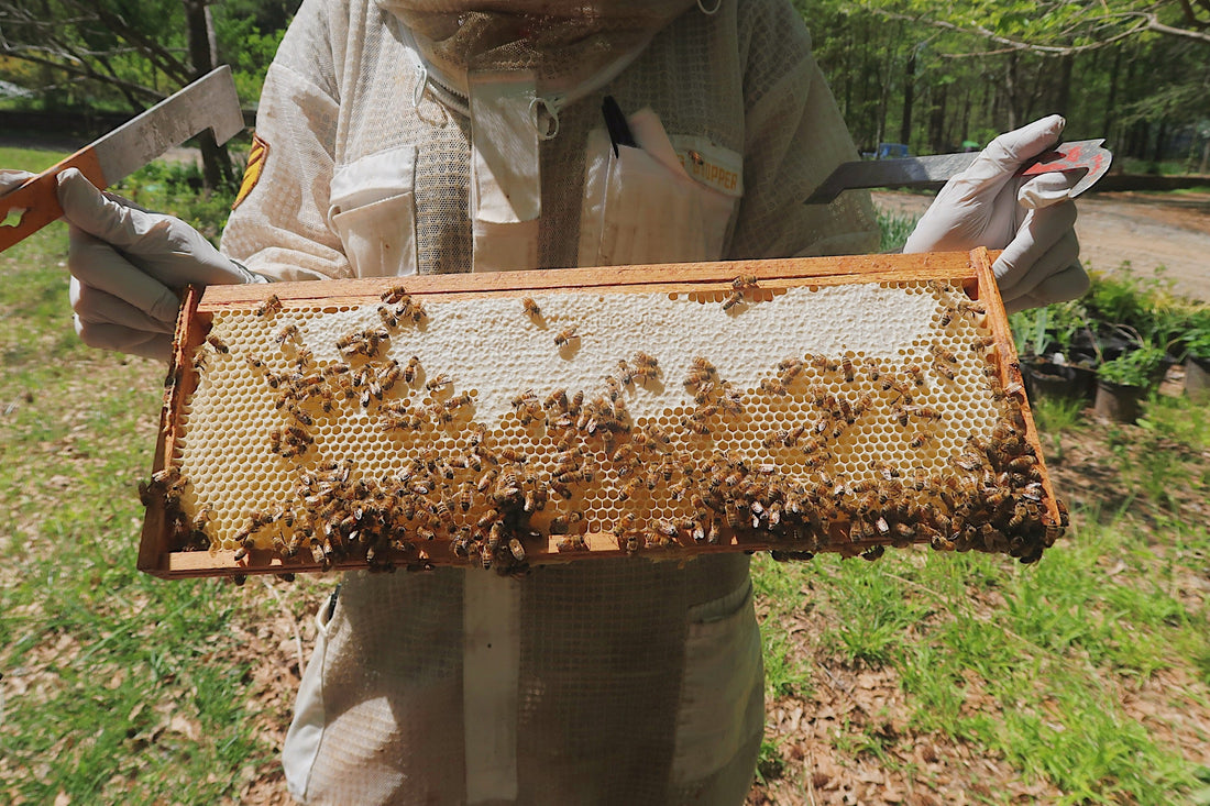 Bees Please! Beecharming 101
