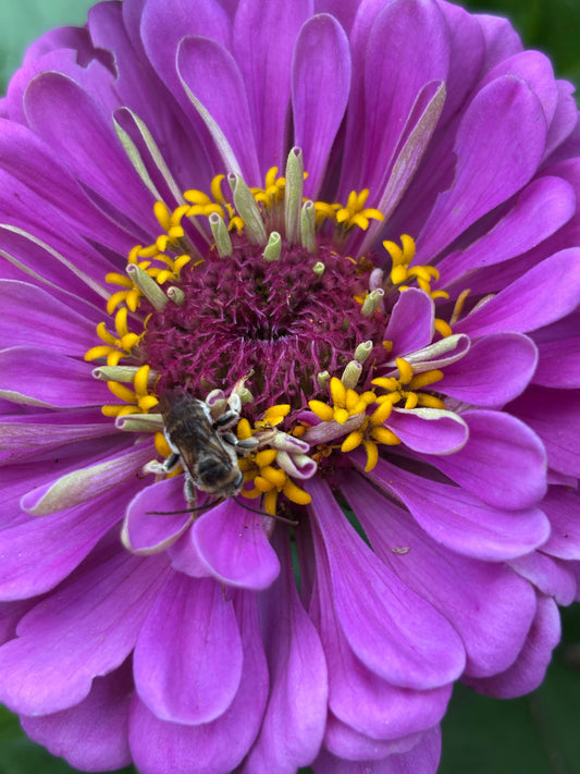 The Power of Pollinator Plants: Why They Matter to Honey Bees (and to Us)
