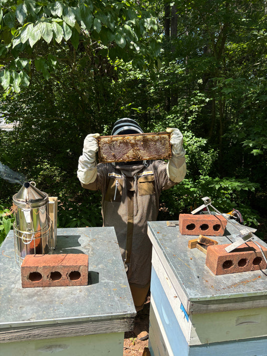 A Gentle Visit: What Hive Care Really Looks Like