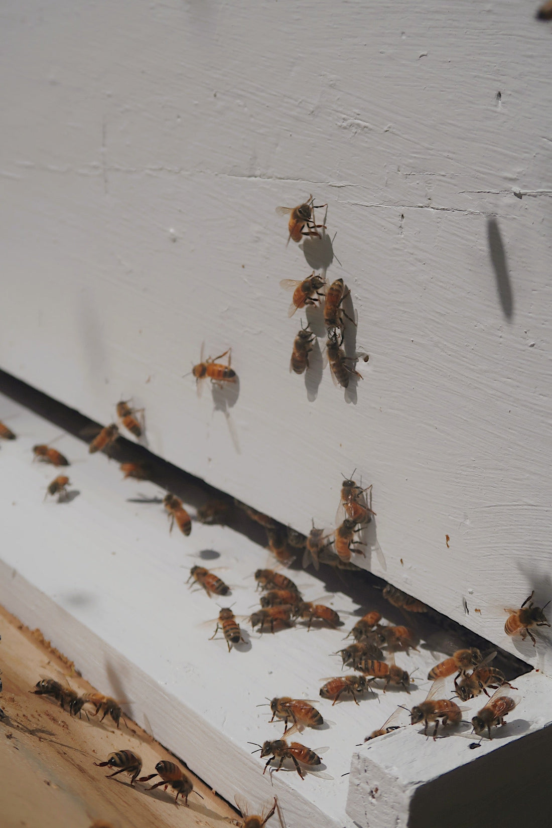 Buzz-Worthy Facts: 15 Cool Things You Didn’t Know About Bees 🐝